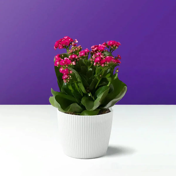 شجرة الكلانشو الملون