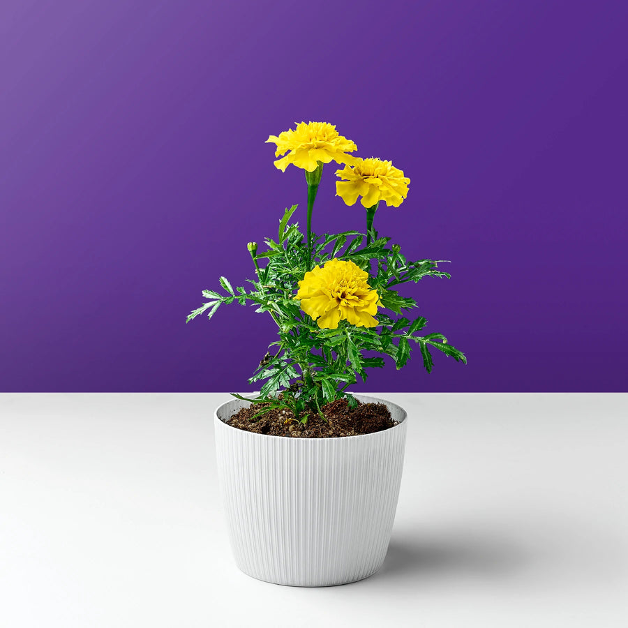 زهرة النرجس الأصفر