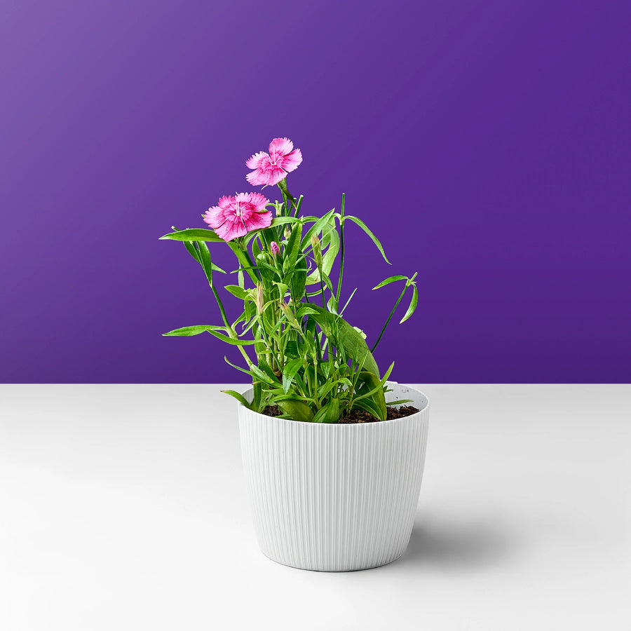 زهرة القرنفل الوردي