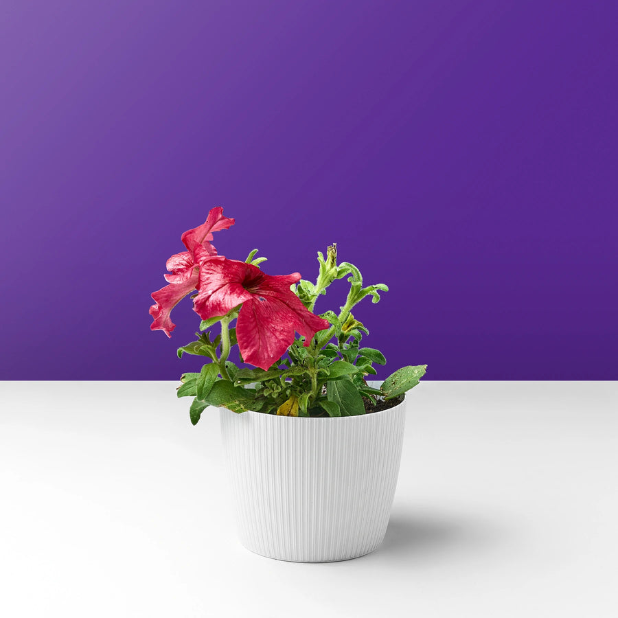 ورد بيتونيا وردي