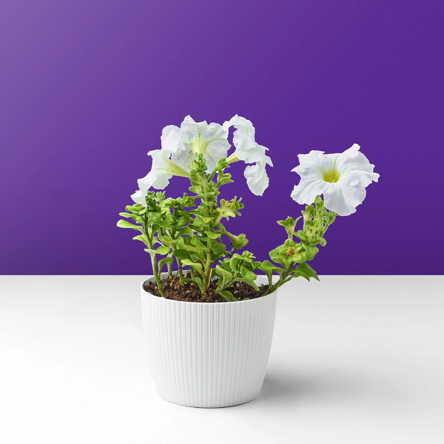 وردة بيتونيا بيضاء