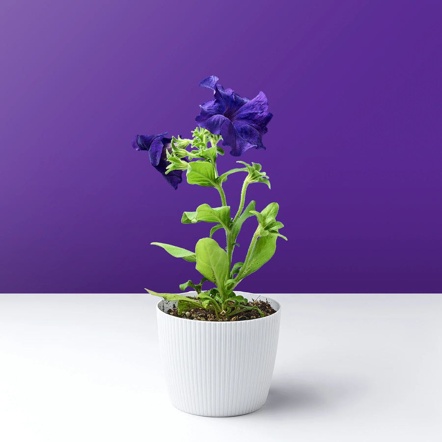 ورد بيتونيا بنفسجي