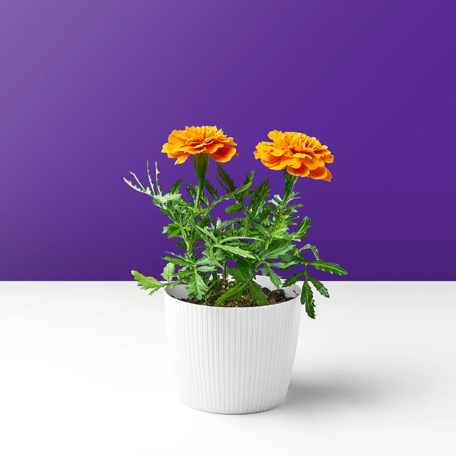 زهرة النرجس برتقالي