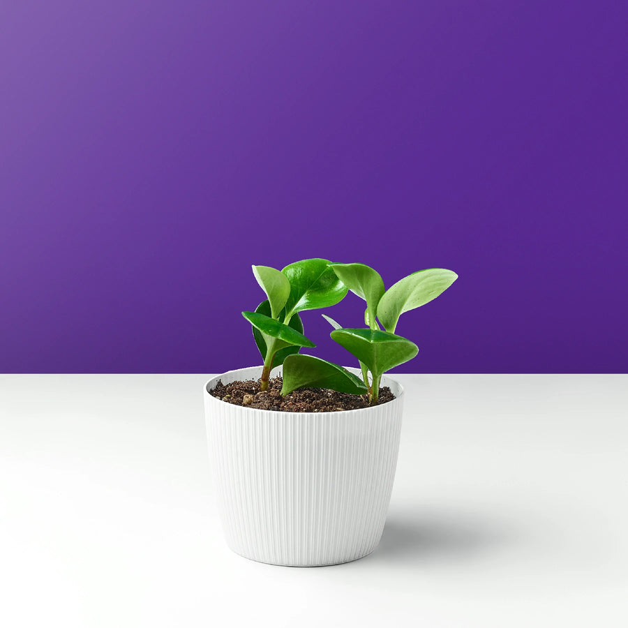 ببروميا اخضر