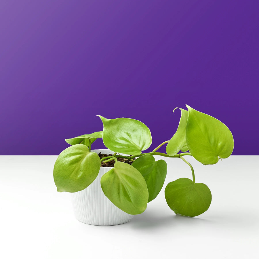 نبات البوتس الذهبي النيون