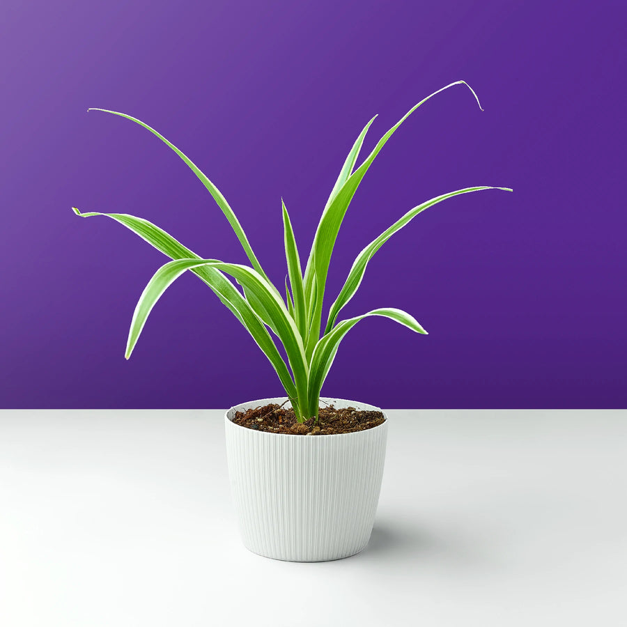 نبات الكلوروفيتوم