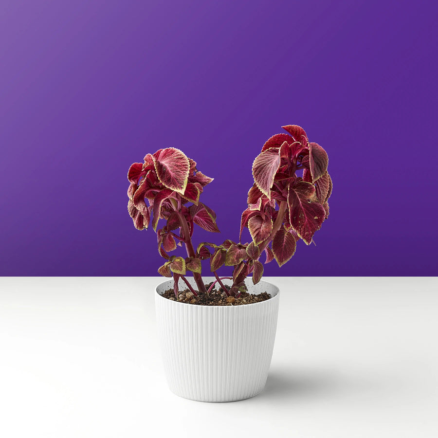 شجرة البيغونيا