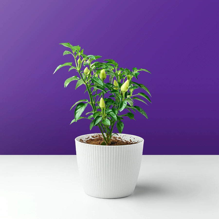 شجرة الفلفل