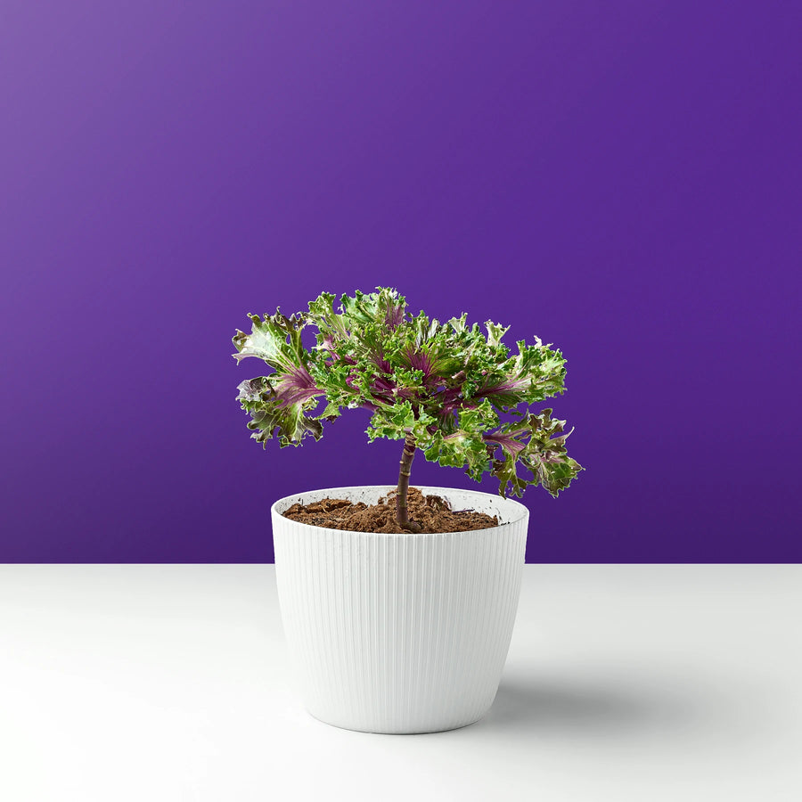 شجرة الملفوف