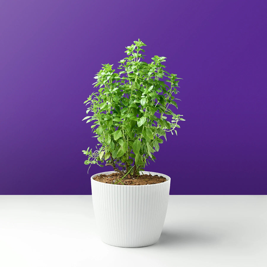 نبات الريحان