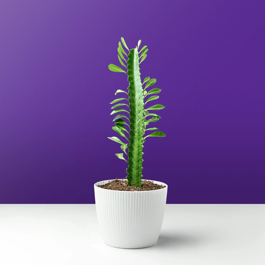 صبار الشمعدان