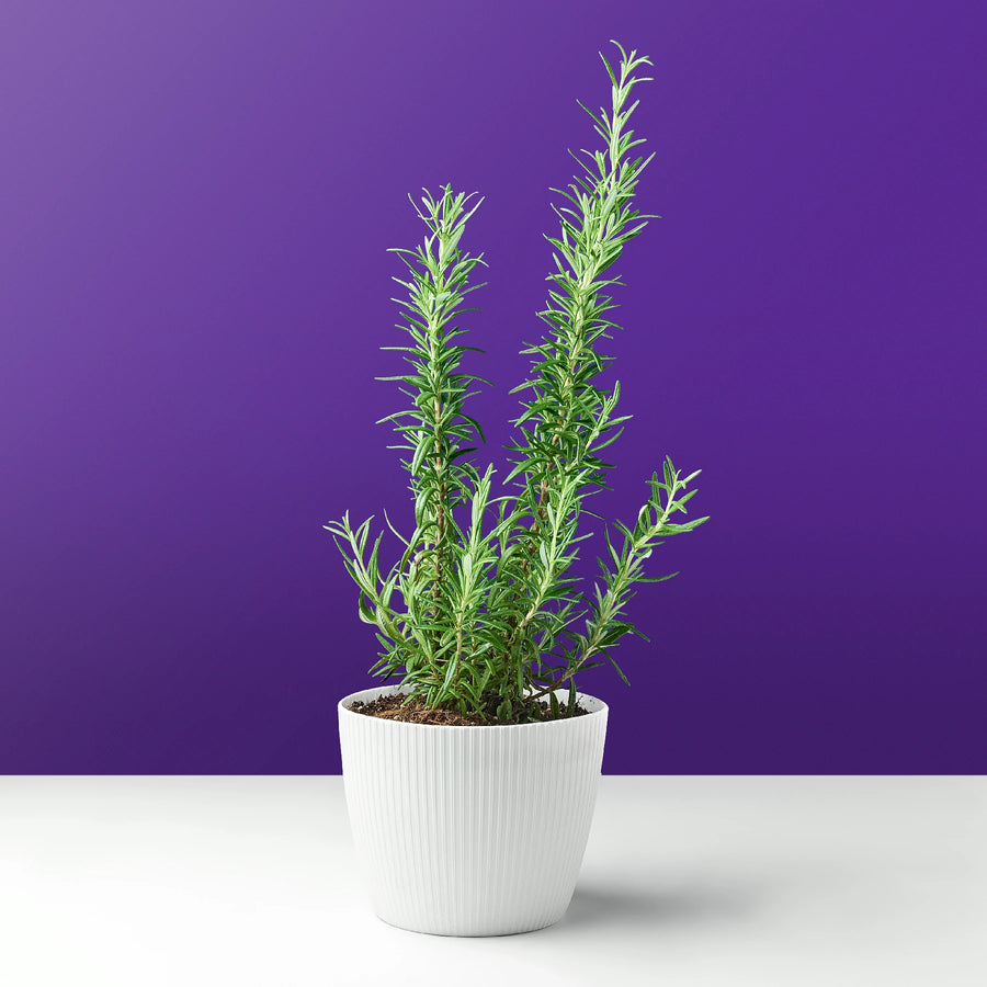 نبات روز ماري الطبيعي