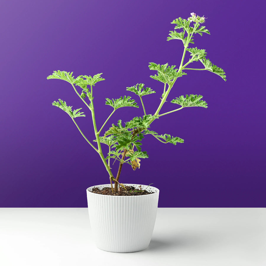 نبات العطرة