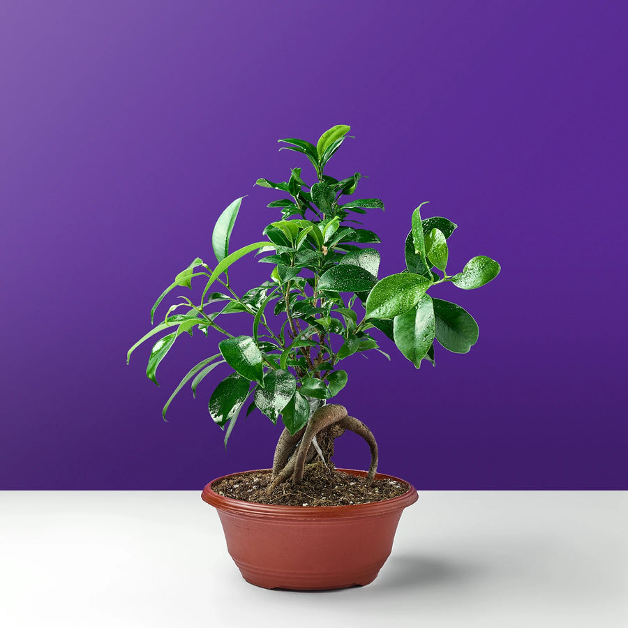 شجرة بونساي