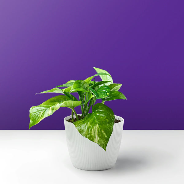 pothos plant purple Pothos Air Purifying Plant - Buy Now from Centroco