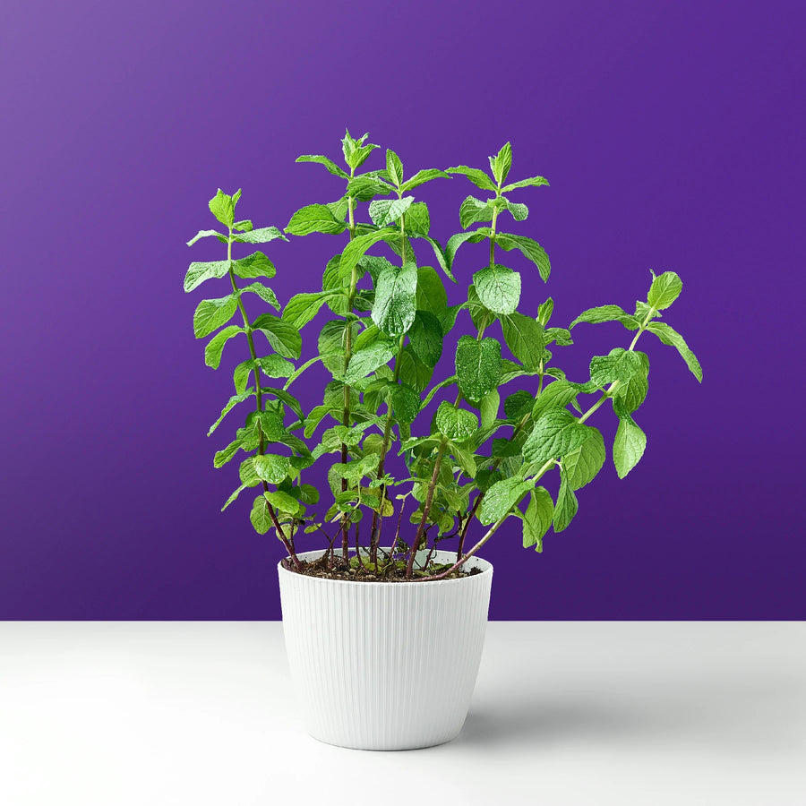 نبات النعناع الطبيعي