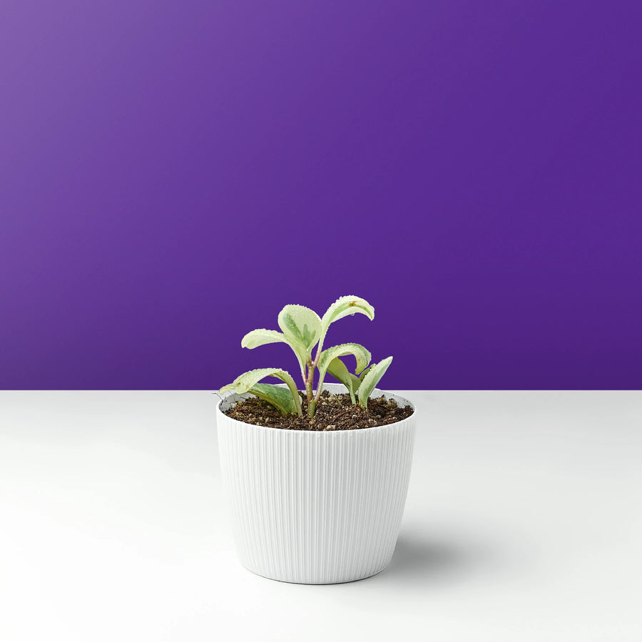 ببروميا اصفر