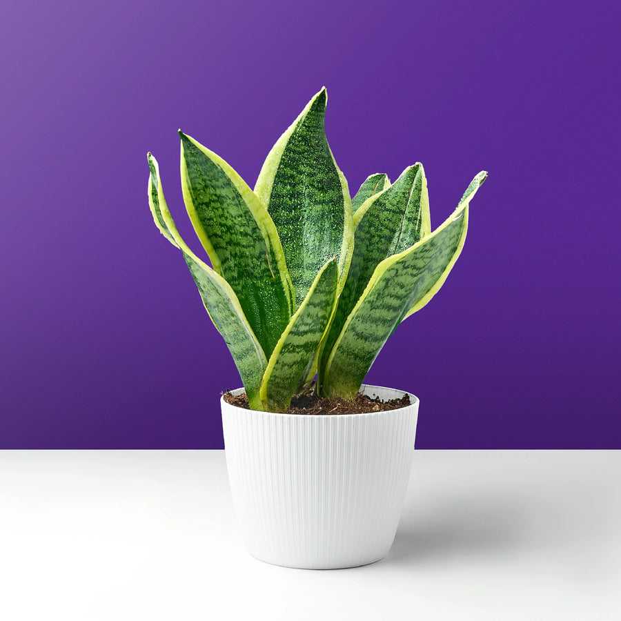 نبتة جلد النمر