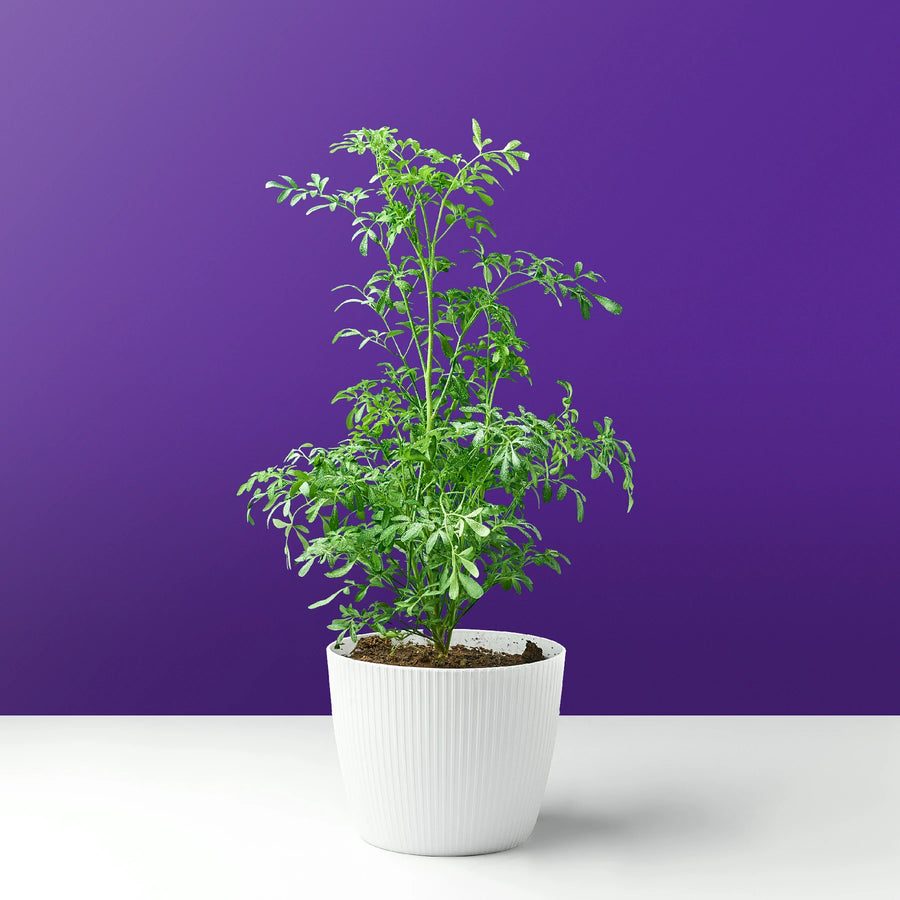 نبات الشذاب