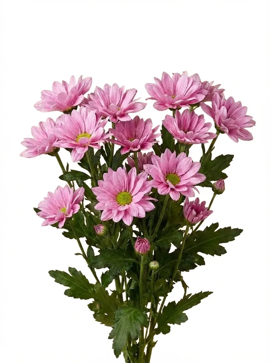 ورد كريز طبيعي وردي 10 حبة