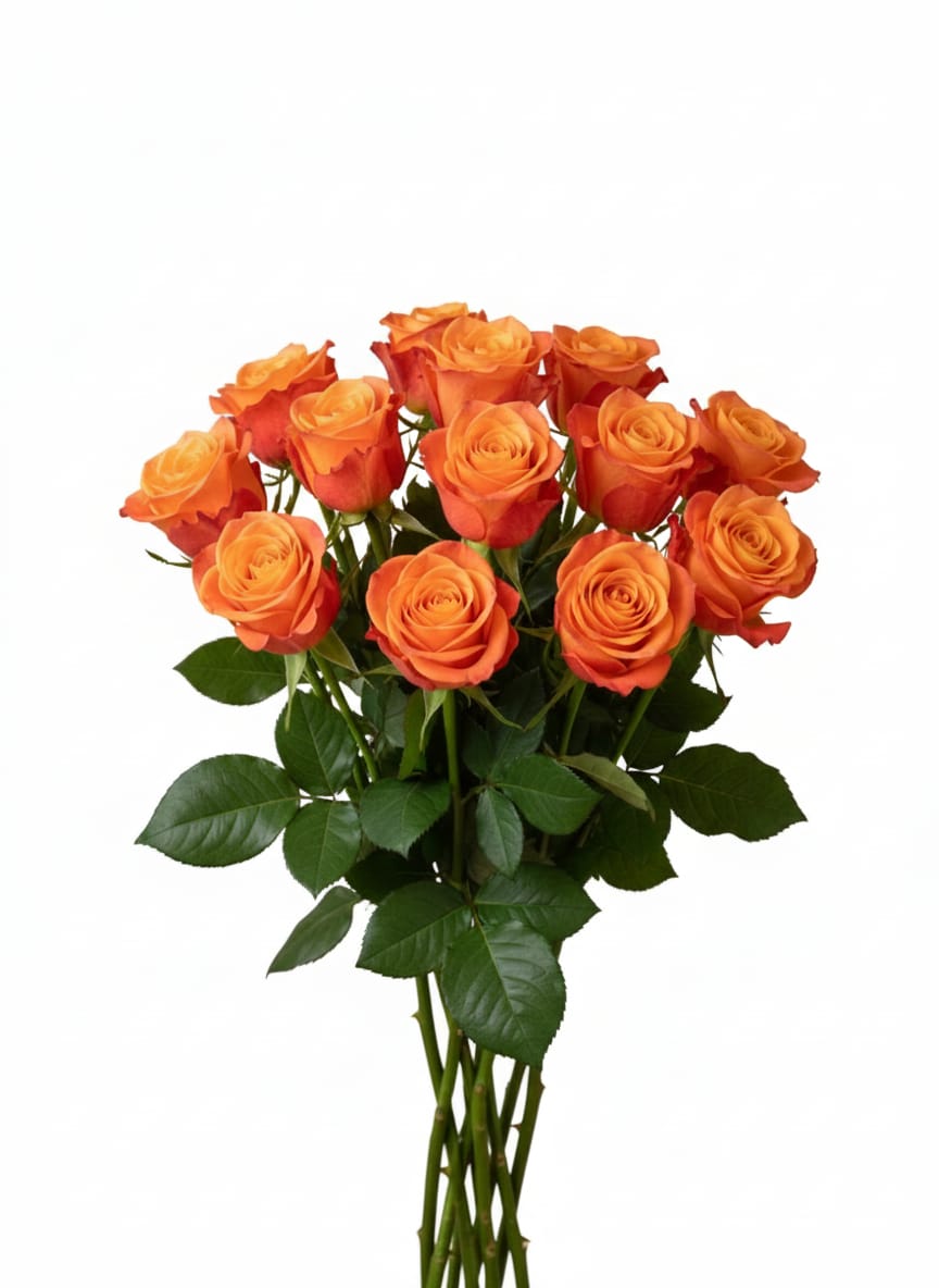 ورد جوري 10 حبة برتقالي