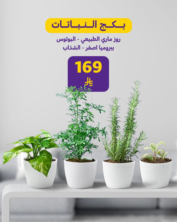 بكج النباتات الطبيعية – لمسة طبيعية وأناقة خضراء في منزلك