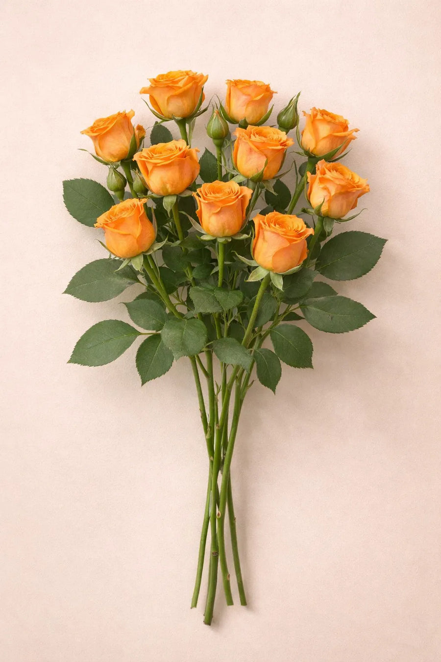 ورد بيبي جوري طبيعي برتقالي 10 حبة