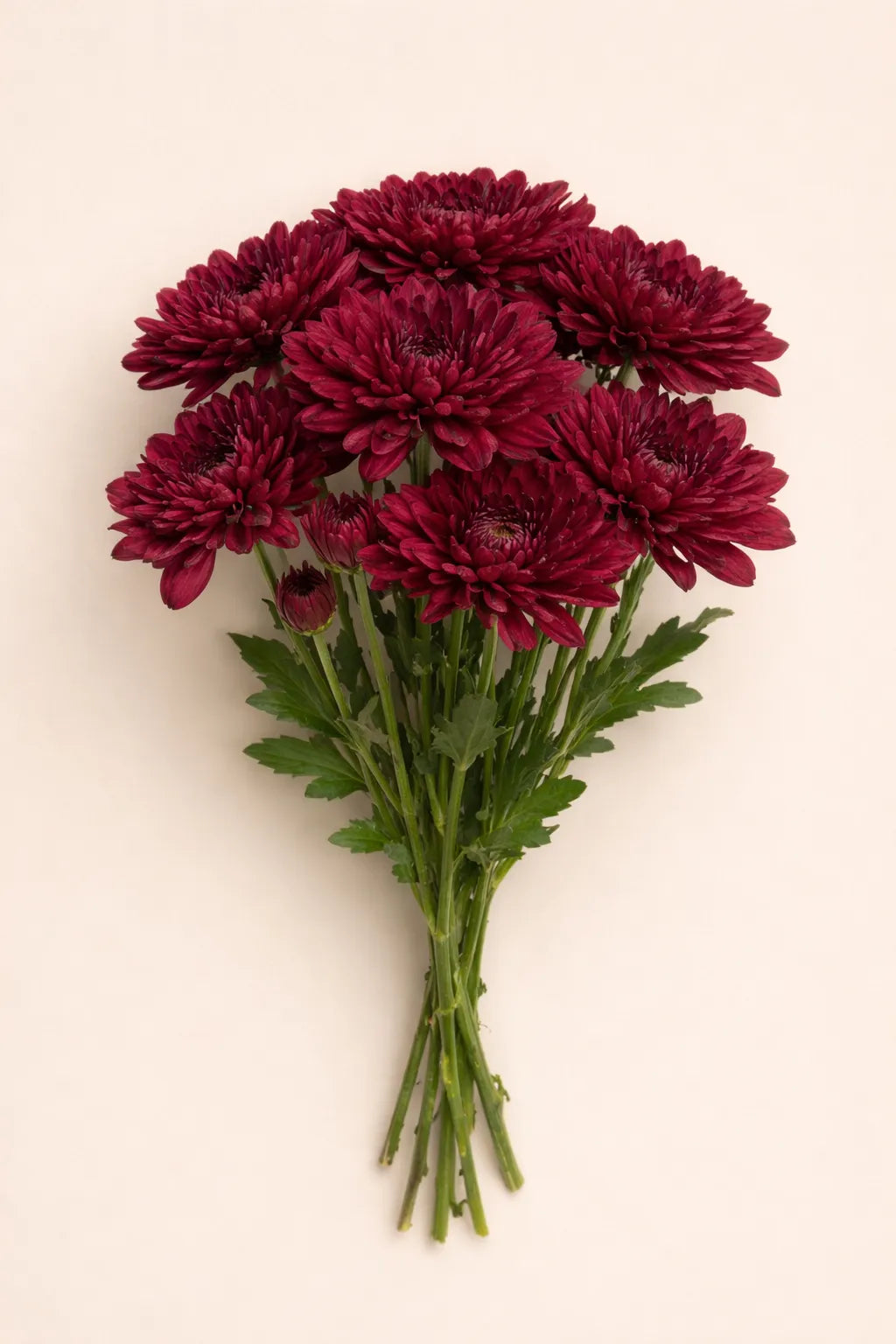 ورد كريز طبيعي أحمر 10 حبة