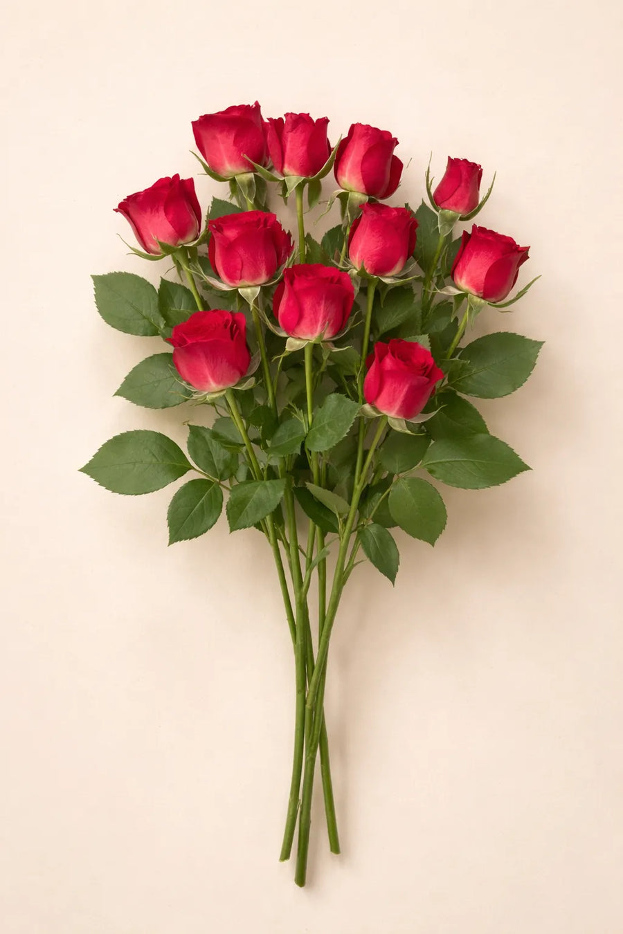 ورد بيبي جوري طبيعي أحمر 10 حبة