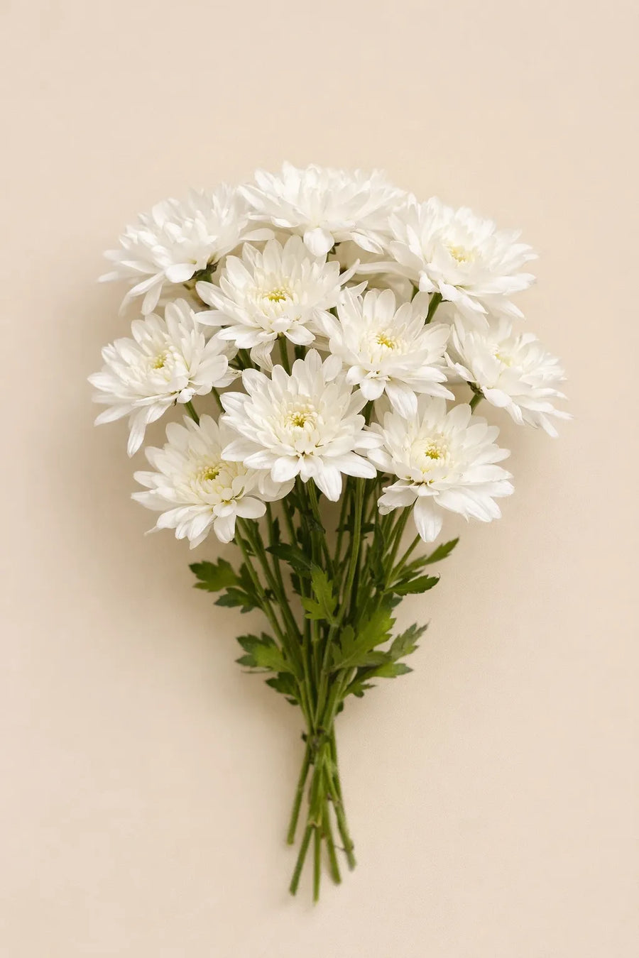 ورد كريز طبيعي أبيض 10 حبة