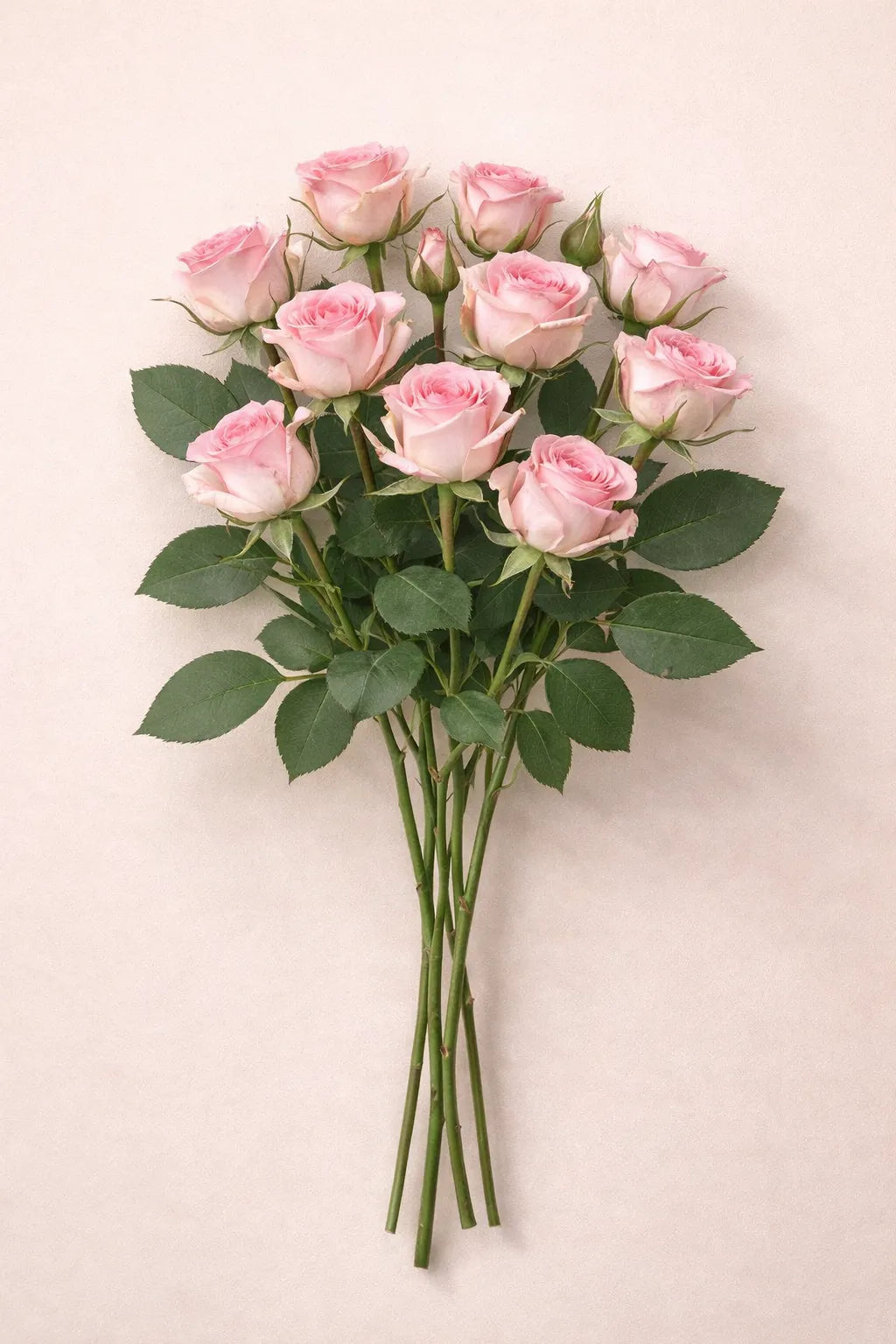 ورد بيبي جوري طبيعي وردي 10 حبة