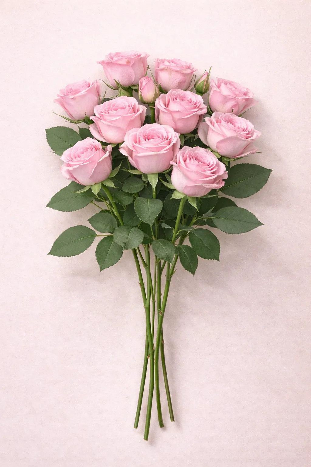 ورد جوري طبيعي وردي 10 حبة