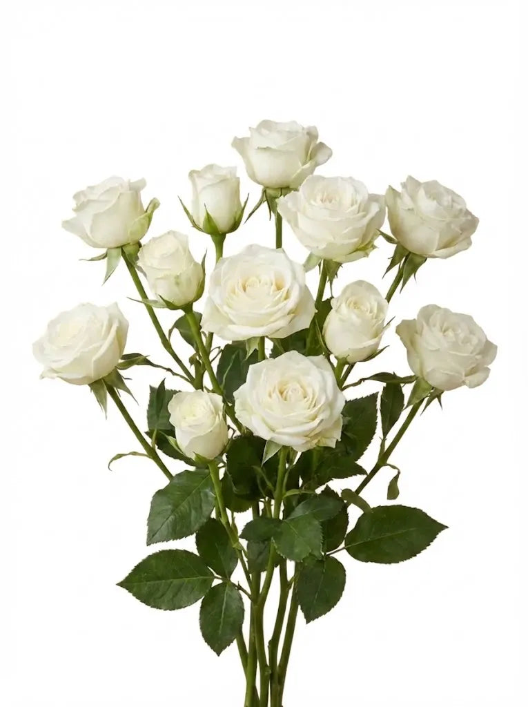 ورد بيبي جوري طبيعي ابيض 10 حبة